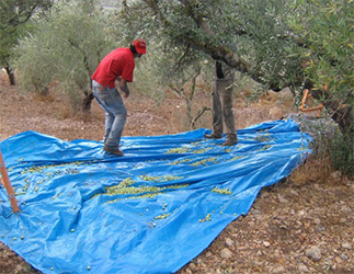2020 Olive Oil harvest started on October 8th 2020